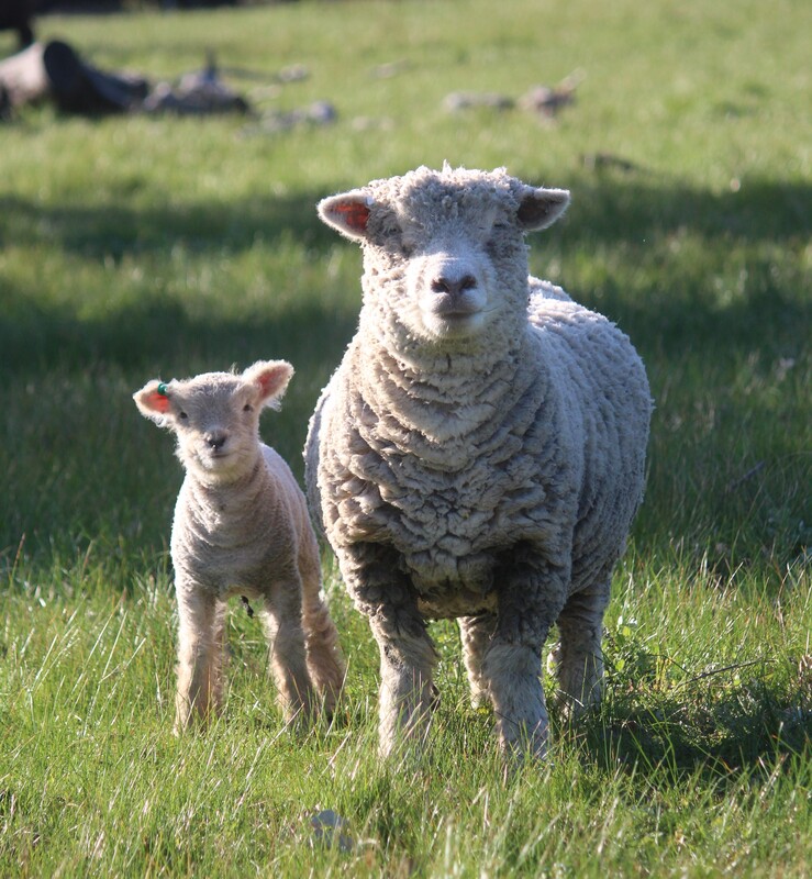 Babydoll ewes - Australian Babydoll Southdown sheep