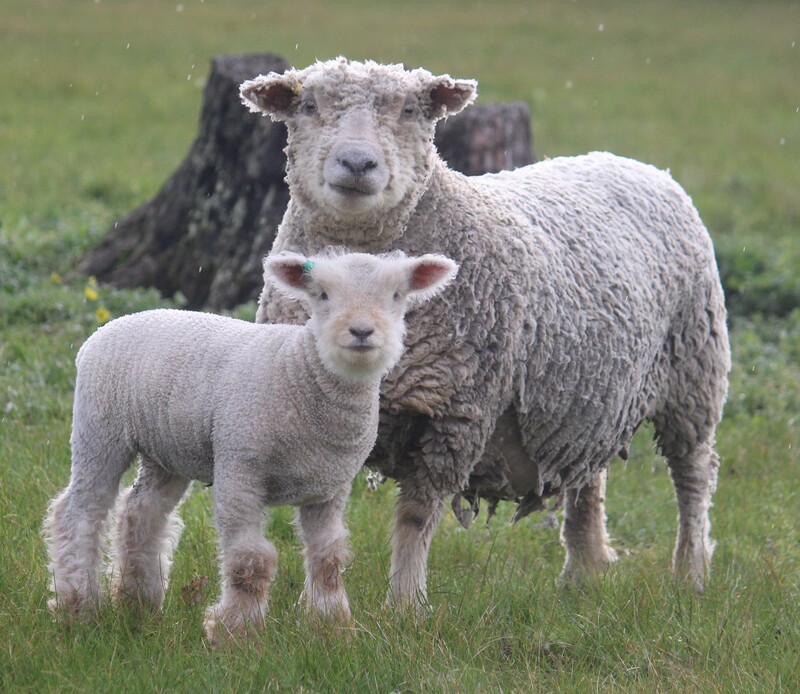 Babydoll ewes - Australian Babydoll Southdown sheep